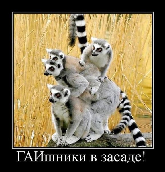 жінка за кермом!)) 2
