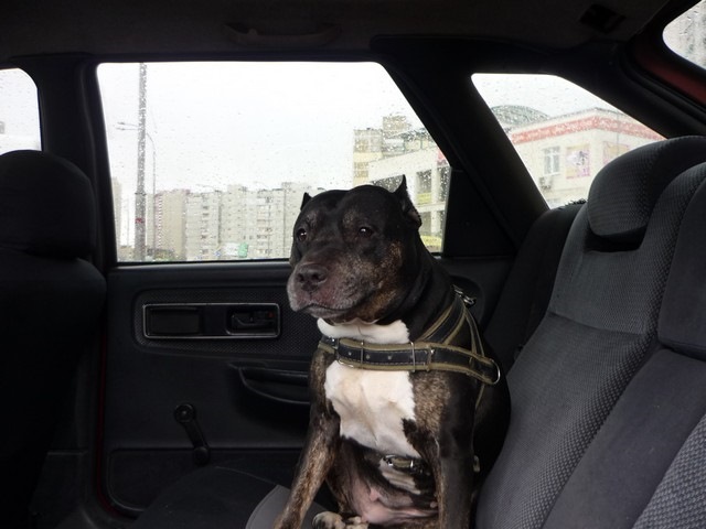 Перші фотки після фарбування 1