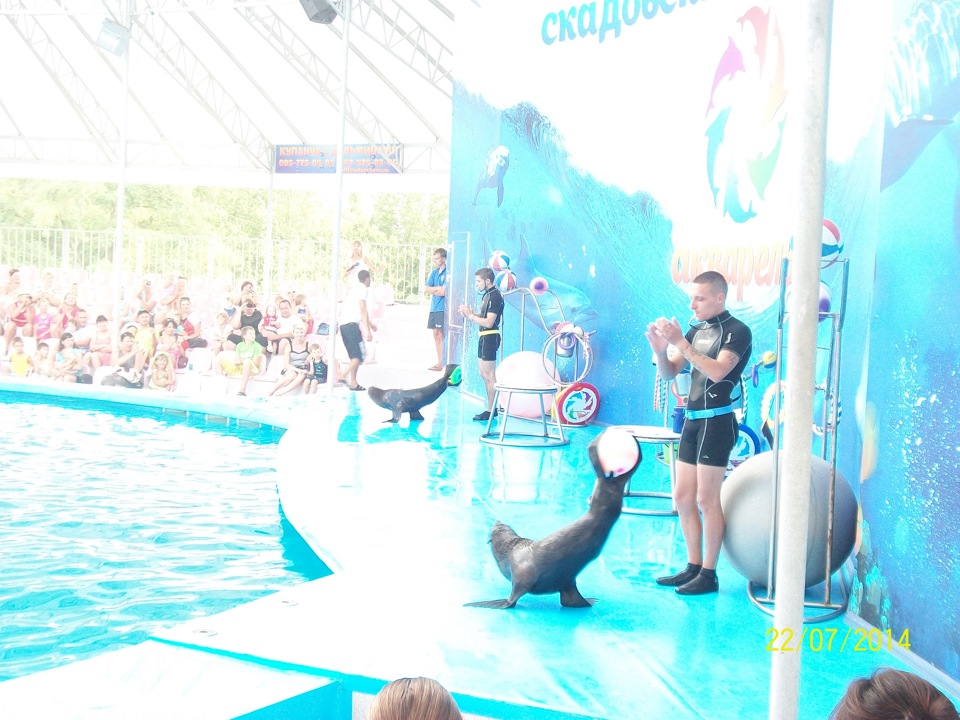 МОРЕ 2014, Скадовський дельфінарій! 4