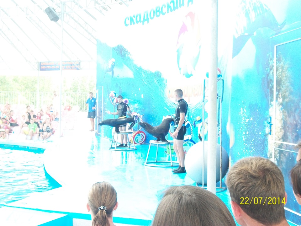 МОРЕ 2014, Скадовський дельфінарій! 5