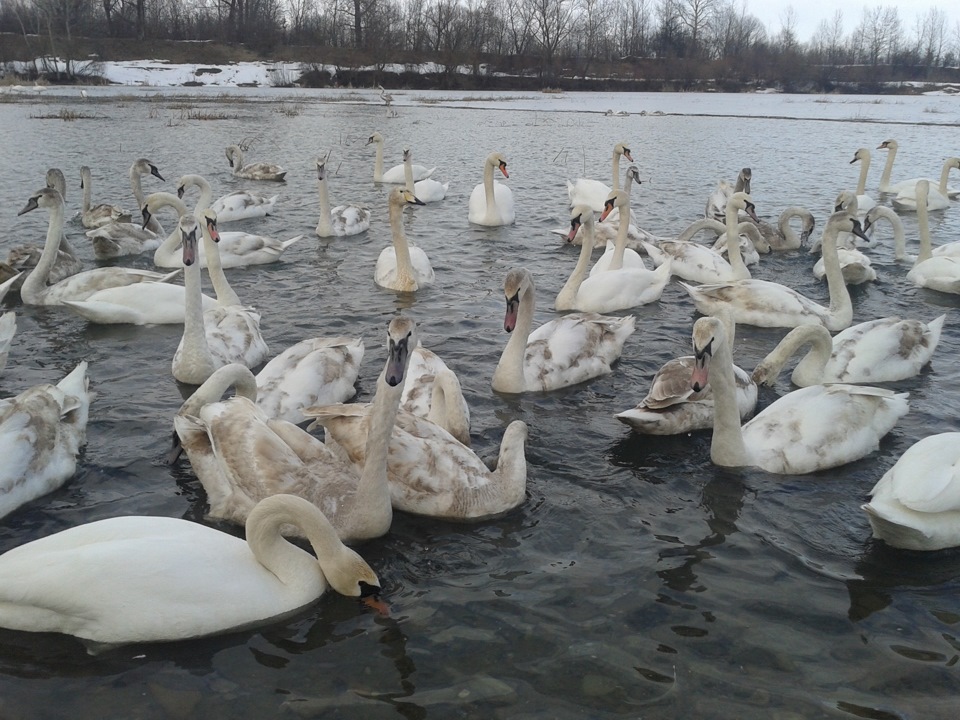 с. Чорторія, Вижницький район, Чернівецька область 3