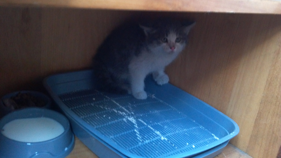 Кошеня в добрі руки 2