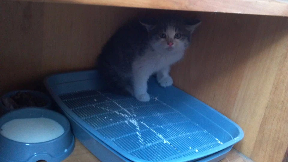 Кошеня в добрі руки