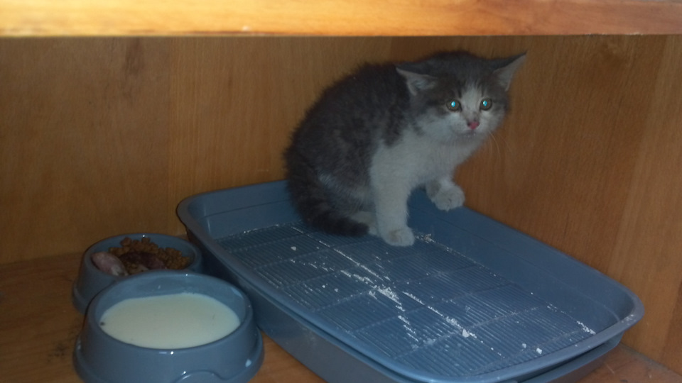 Кошеня в добрі руки 3