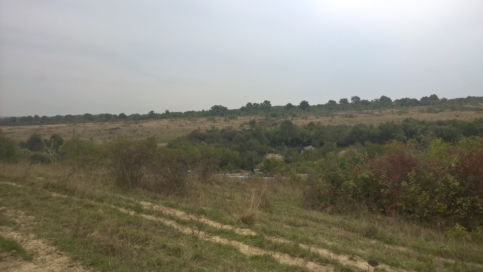 І знову гриби 5