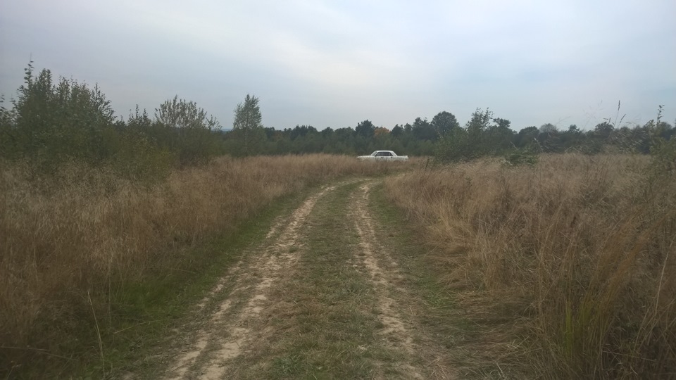І знову гриби 3
