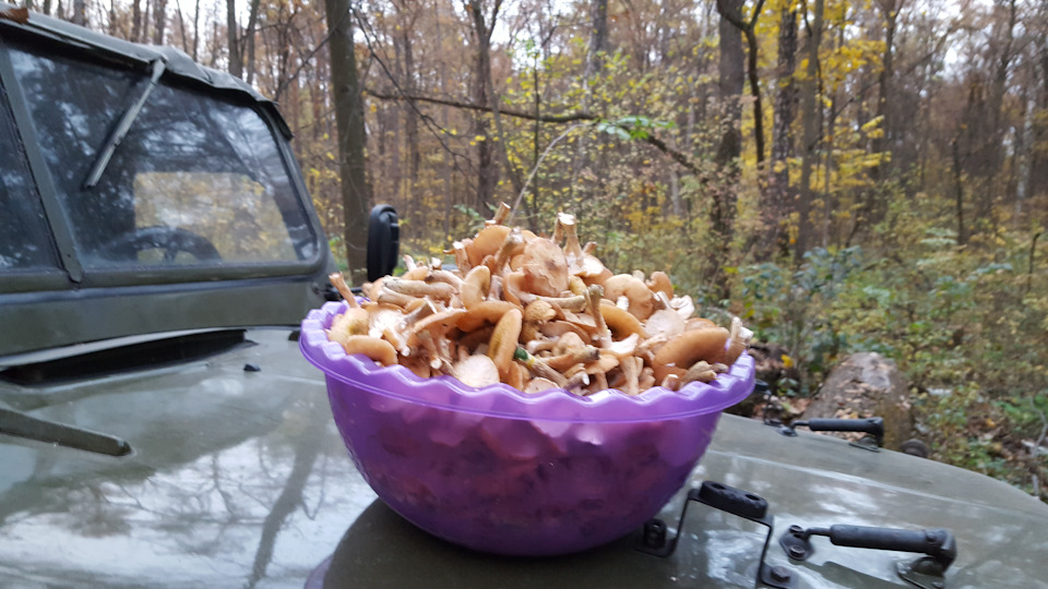 Поїздка за опеньками. 2