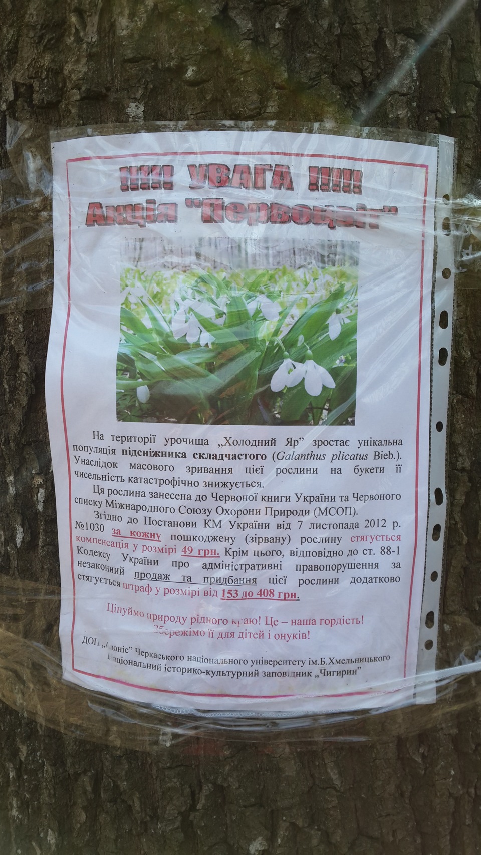 Пробуємо холодноярські проліски 3