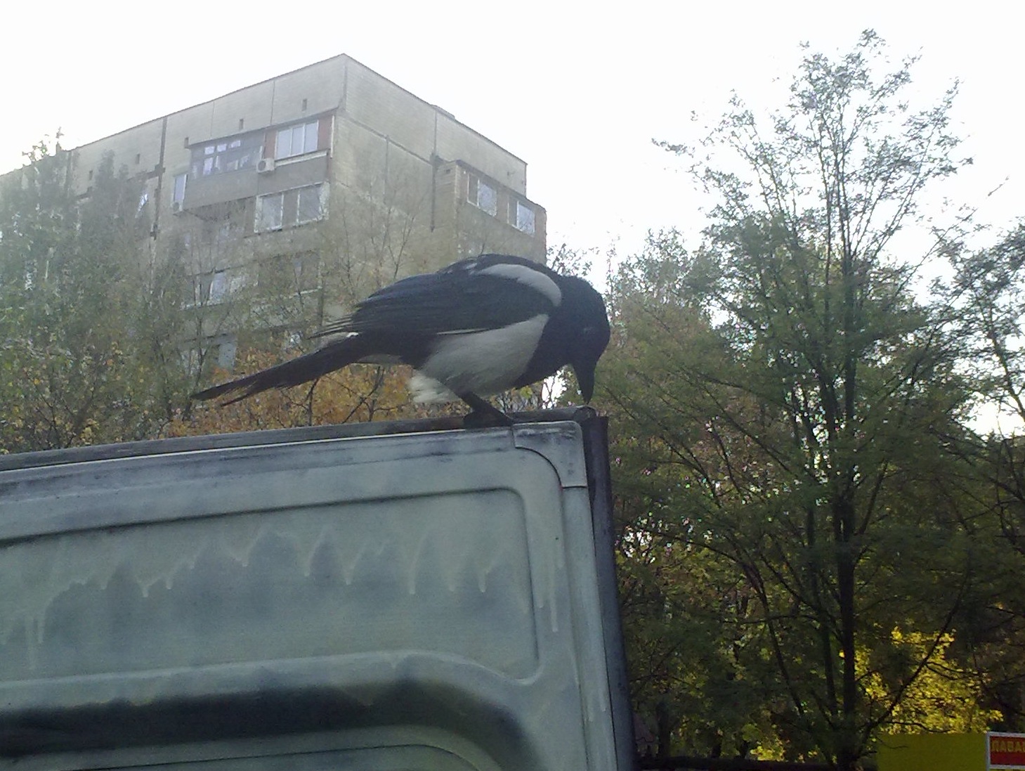 Непрохана гостя. 1
