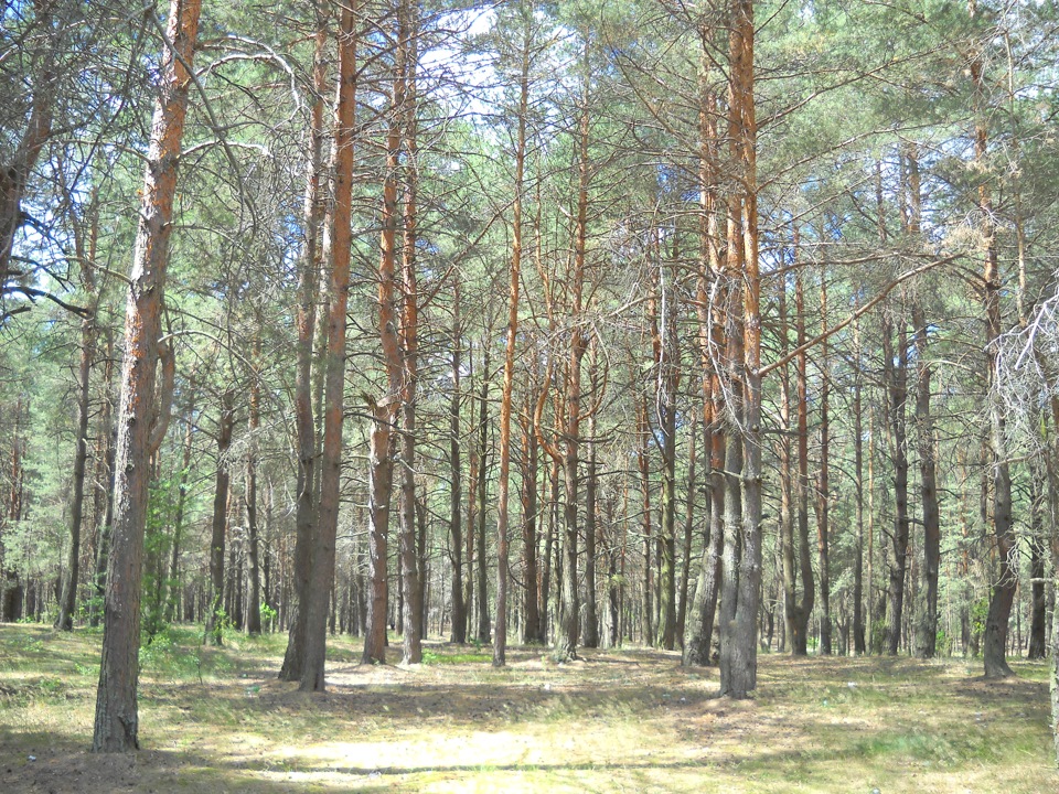 Відзначили День молоді 4
