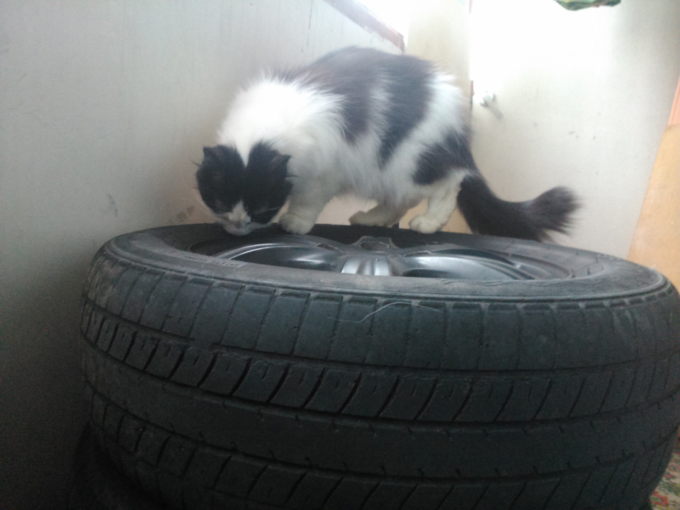 Перевзуття + відгук про штатні шини GT Radial Wingro на Geely CK 3