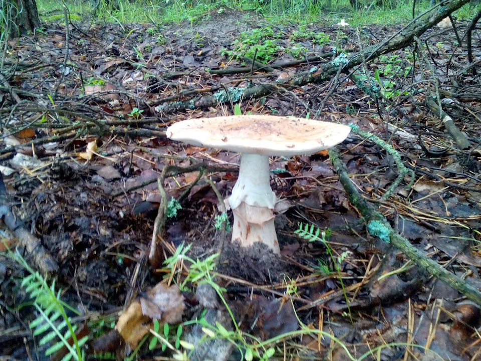 По гриби? Вже їдемо! 2