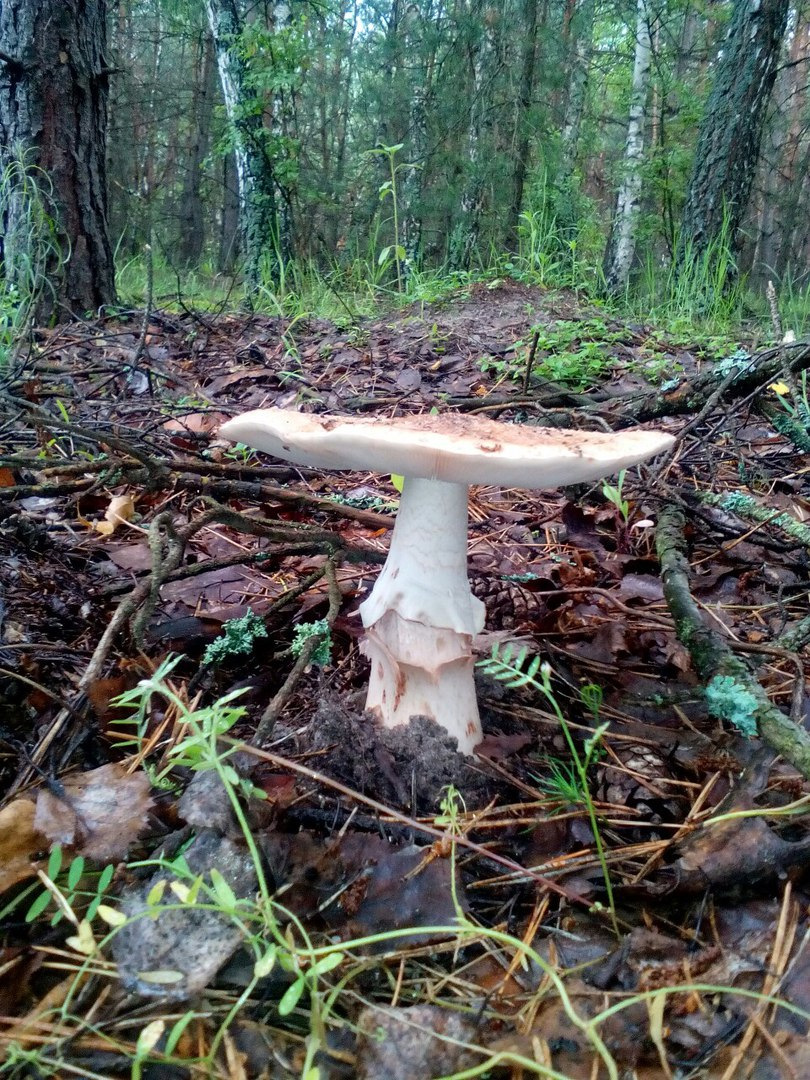 По гриби? Вже їдемо! 3