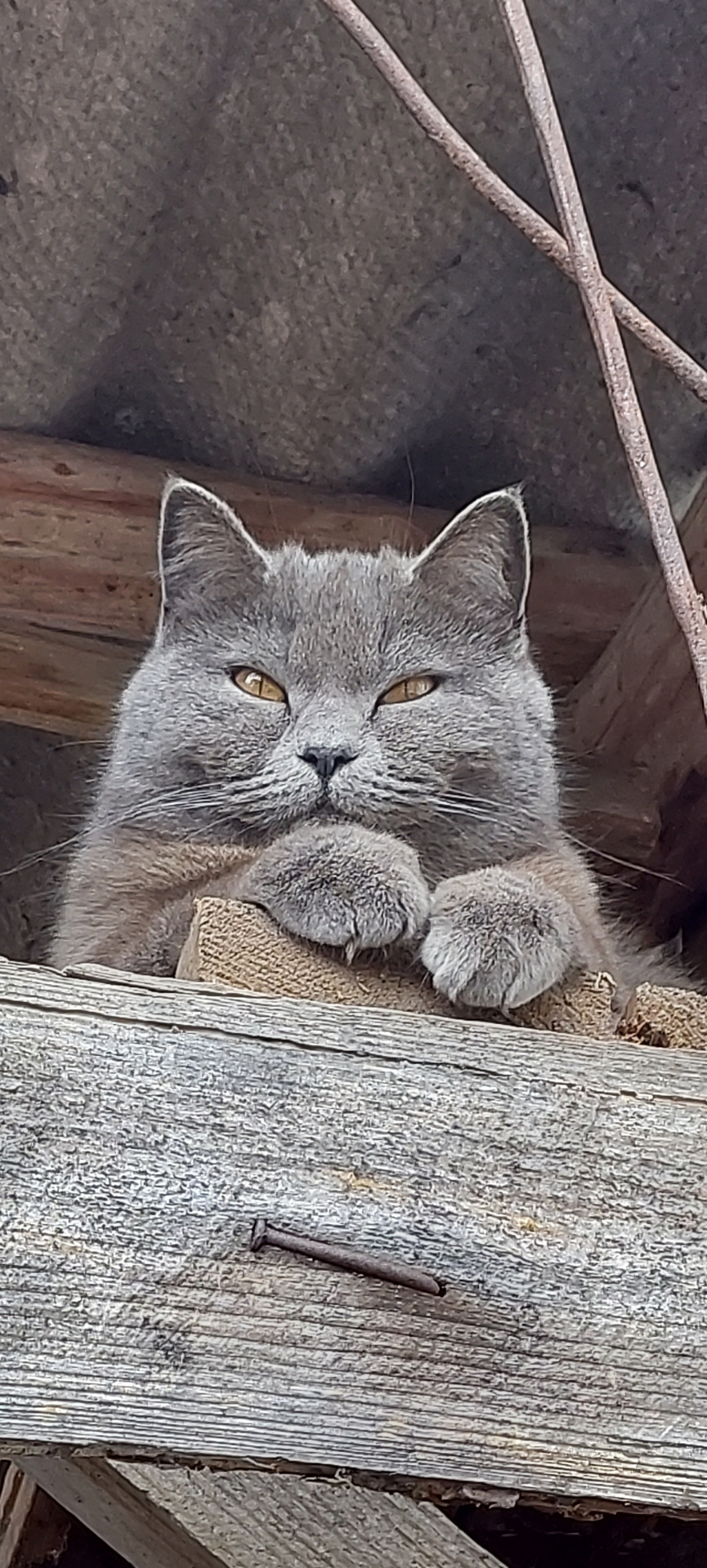 Затроїв мій Ховерок 2… 3