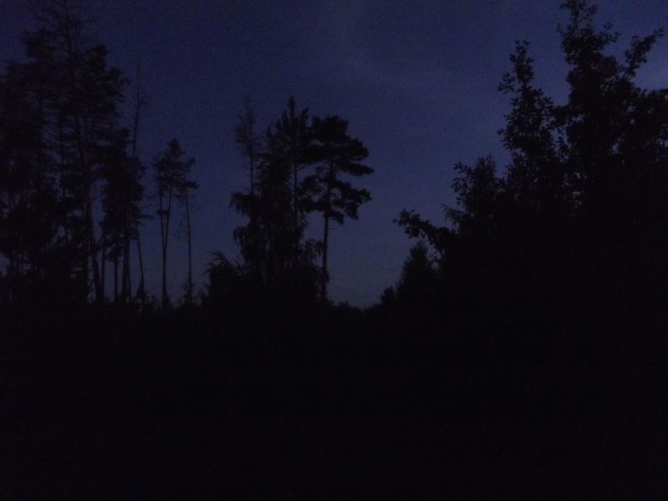 Вранці в лісі 2