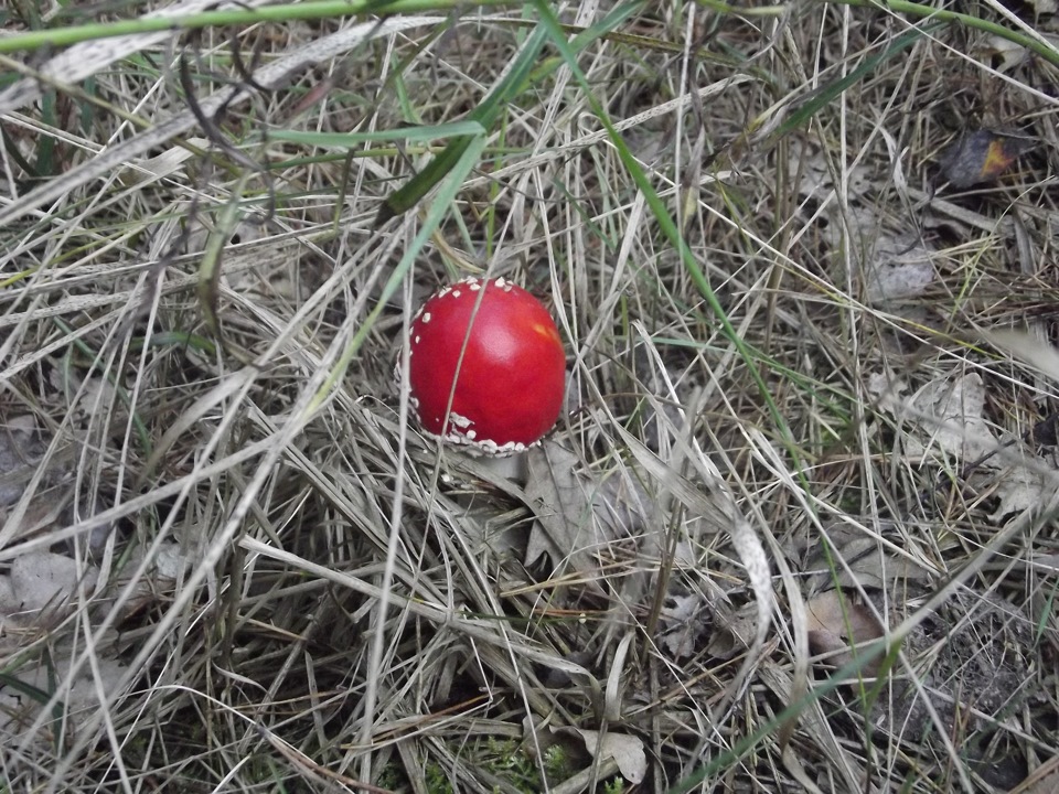 Перші гриби сезону 2013 4