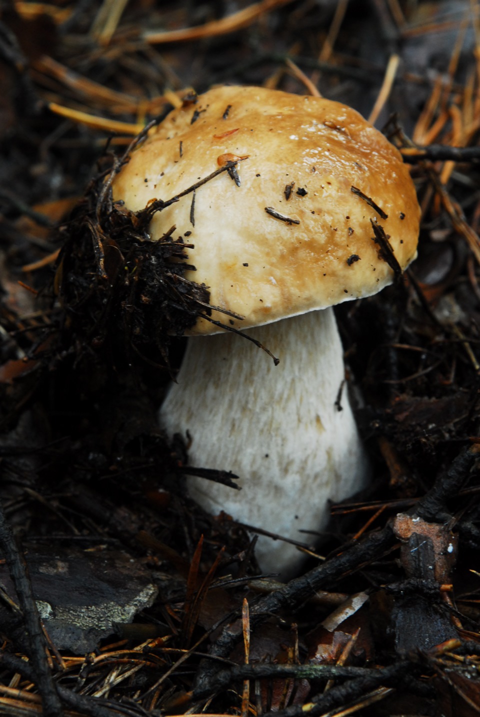 Ось і у нас пішли перші грибочки! 3