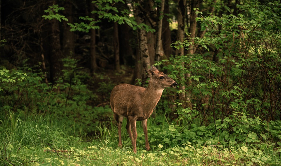 CANADA: Prince Rupert, Québec, Vancouver (Частина 1) 5
