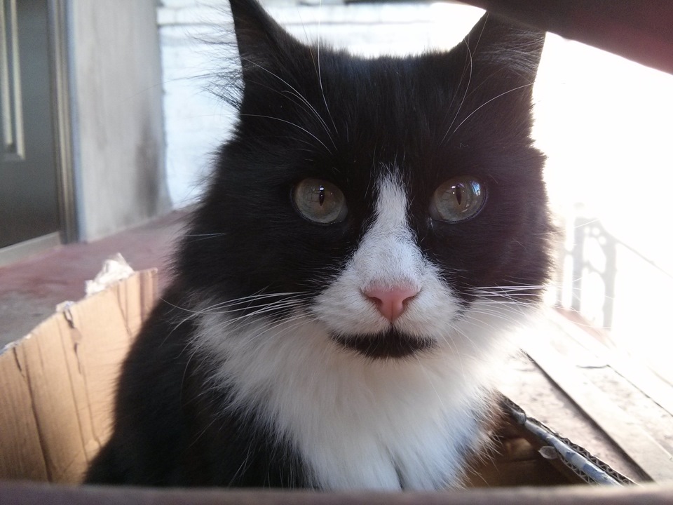 Коте-Механік))) 1