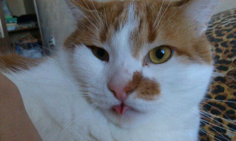 ТЕМА КОТЄ))) 5