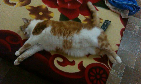 ТЕМА КОТЄ))) 4