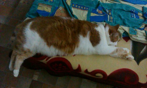 ТЕМА КОТЄ))) 3