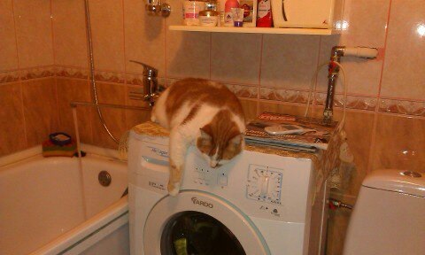 ТЕМА КОТЄ))) 1