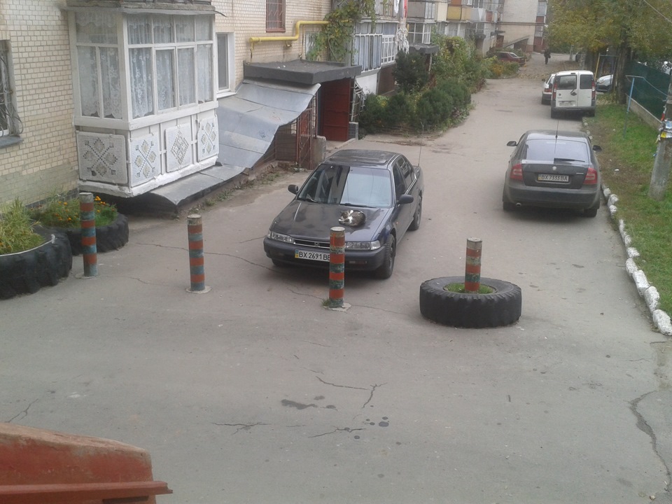Коте на капоті 1
