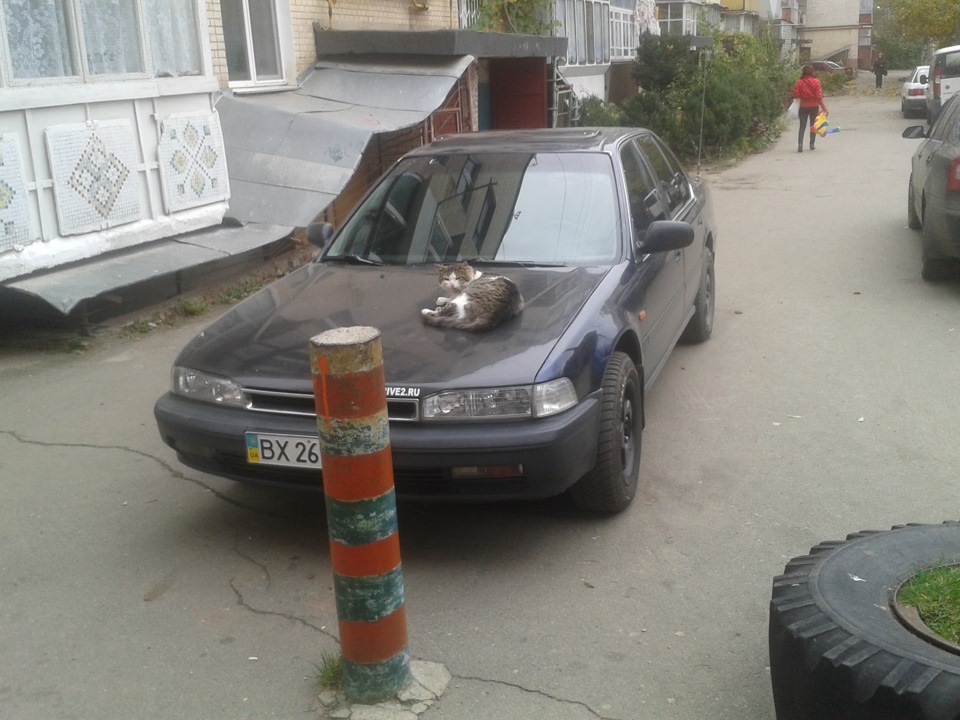 Коте на капоті 2