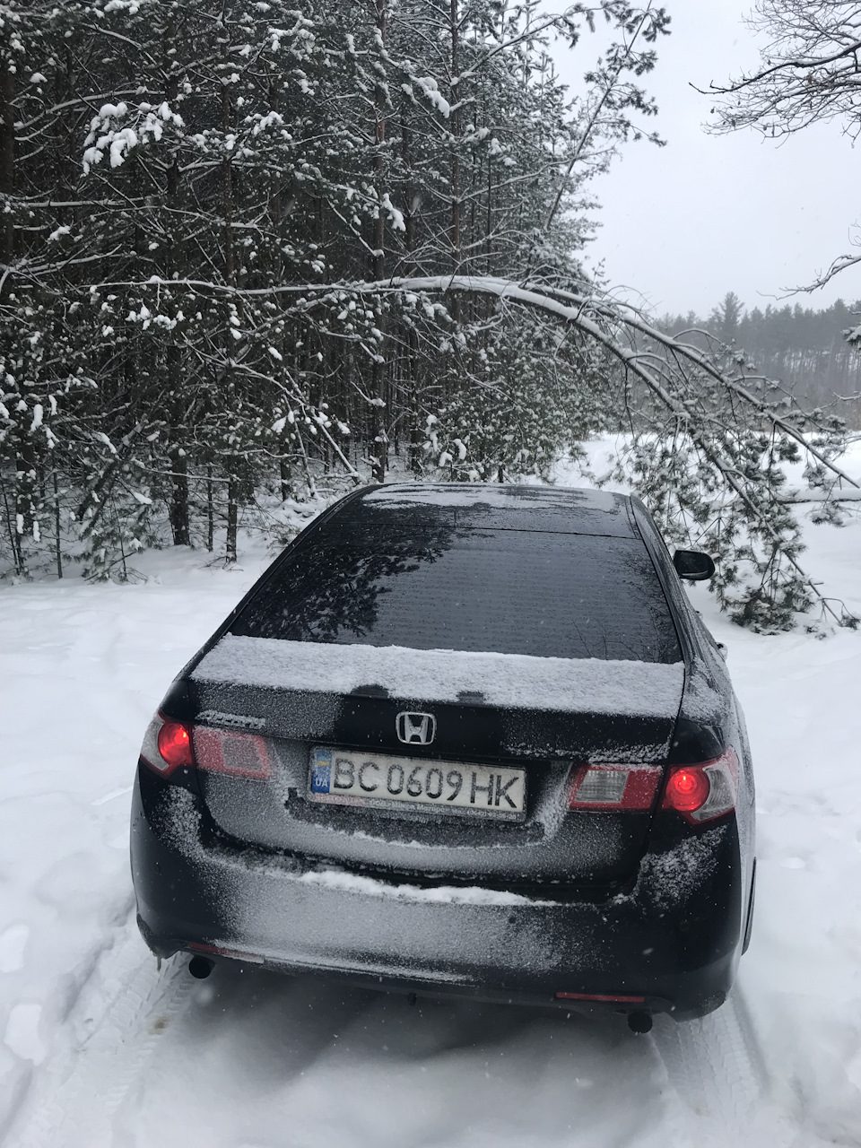 Виїхали в сніговий ліс 5