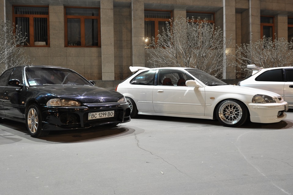 Збори сивиків 3