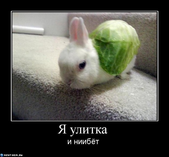 Сум, радість, алілуя ... 1