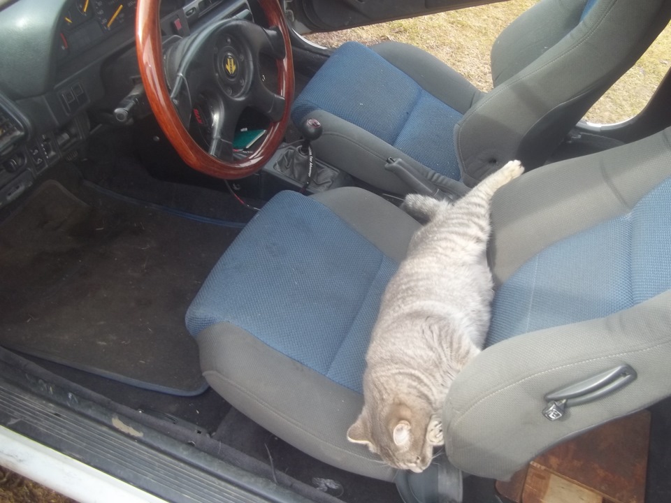 Піст про кота 4