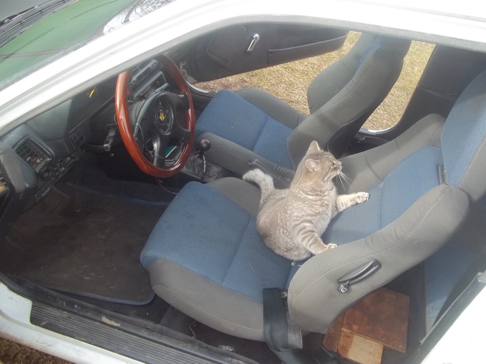Піст про кота 5