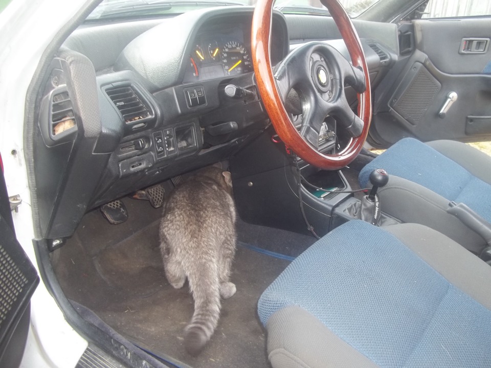 Піст про кота 1