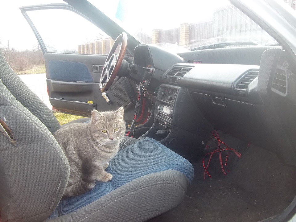 Піст про кота 2