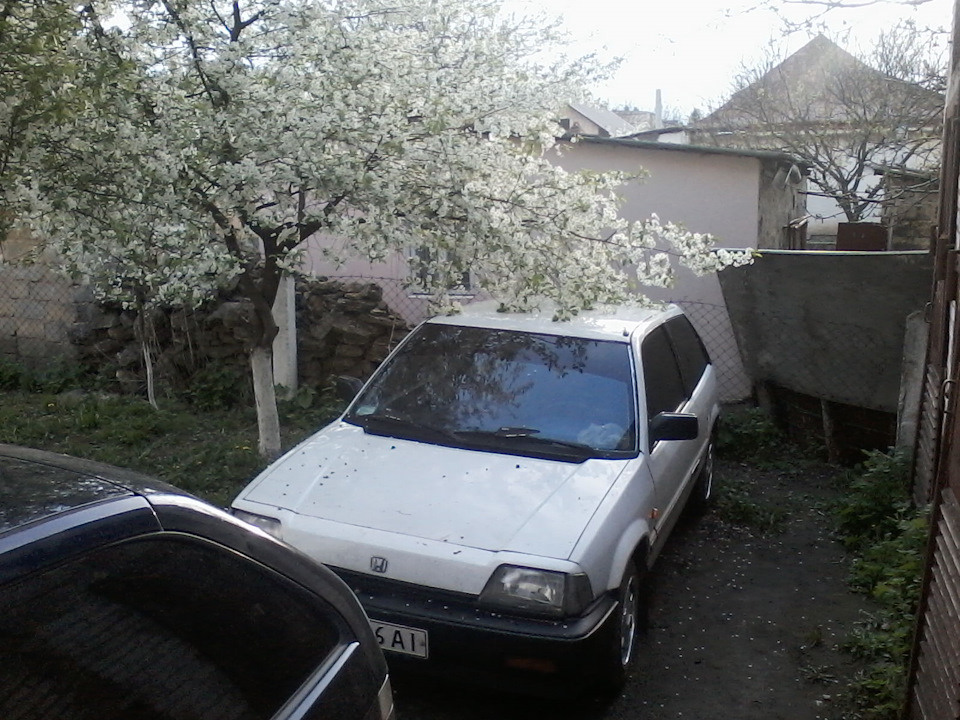 Типу під сакурою ;) 2
