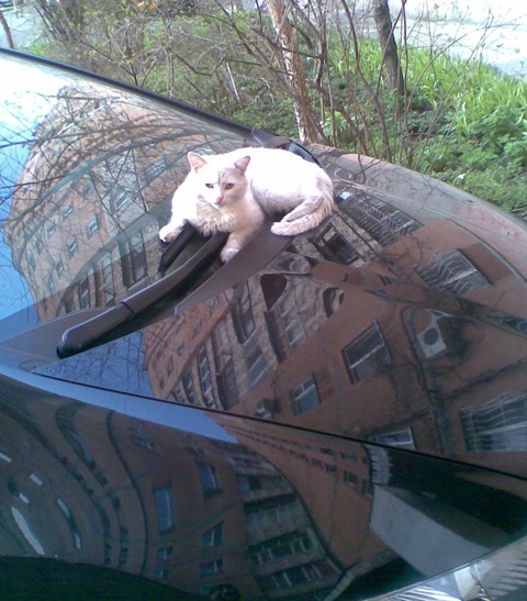 коте-хондовод 1
