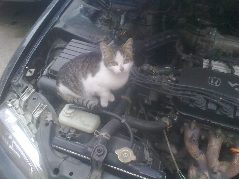 Коте під капоте)) 1