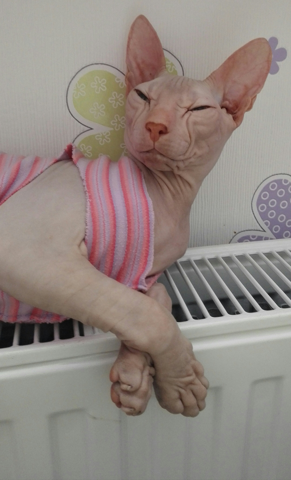 без кота і життя не та 2