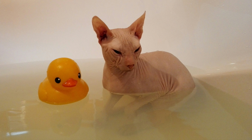 без кота і життя не та 3