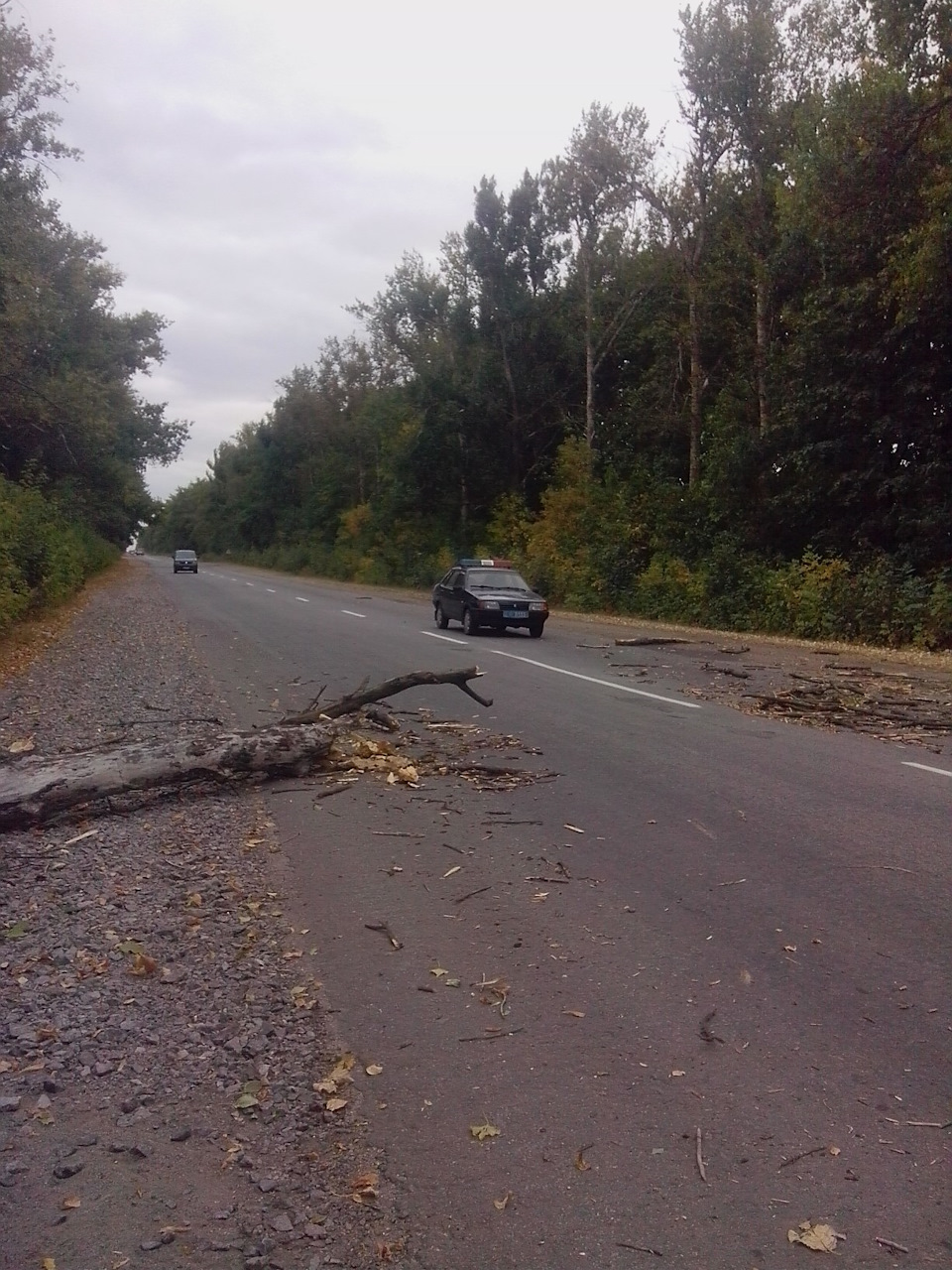 Веселуха, дерево та дтп 3