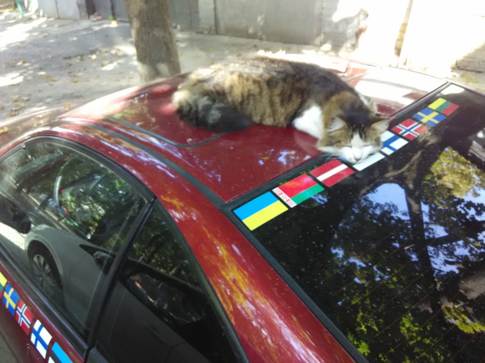 Котячі проблеми 2