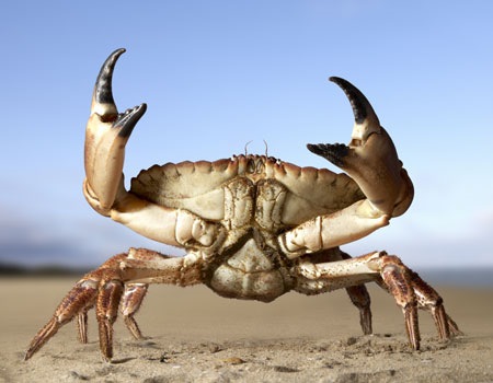 Морда краб 2