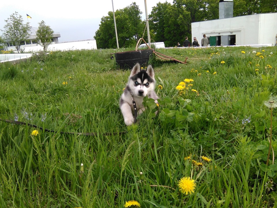 У нашій родині з'явився вірний друг) 2