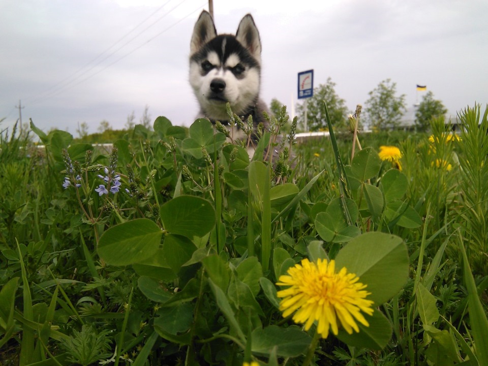 У нашій родині з'явився вірний друг) 5