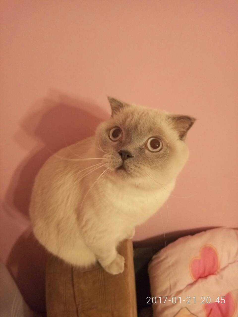 Конфуз. 1