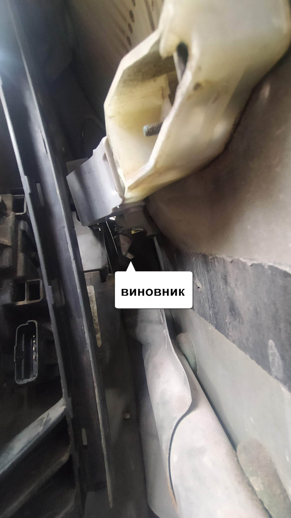 закислА або джорджовелі 2