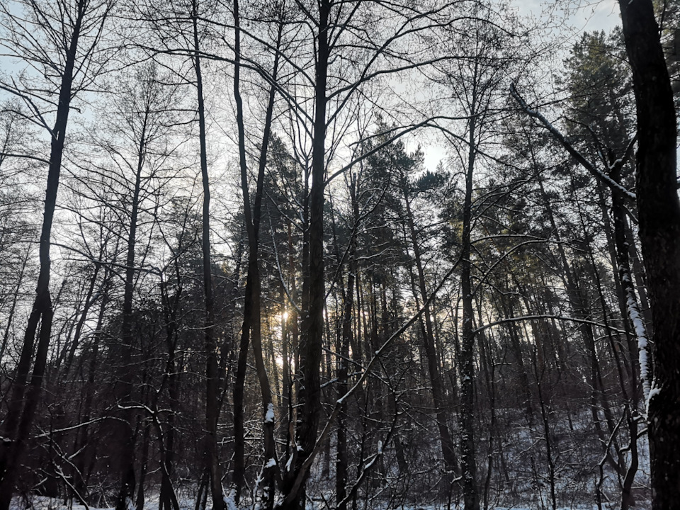 Genesis в лесу) 3