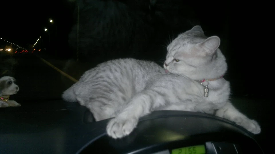 Starex & Cat =